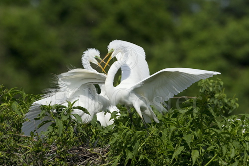 Great White Egrets - fighting