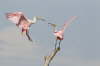 Roseatte Spoonbill - defending perch