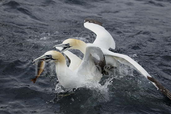 Gannets Fighting over Fish