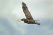 Curlew Calling in Flight