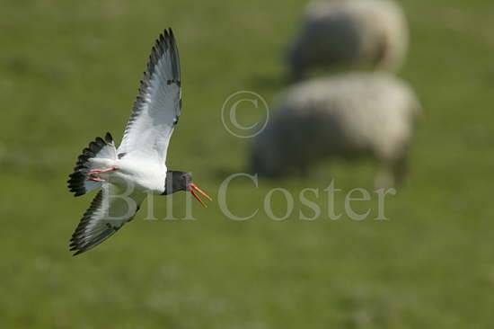 Oystercatcher and Sheep