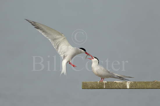 Common Tern Food Pass