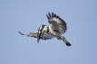 Pied Kingfisher hovering