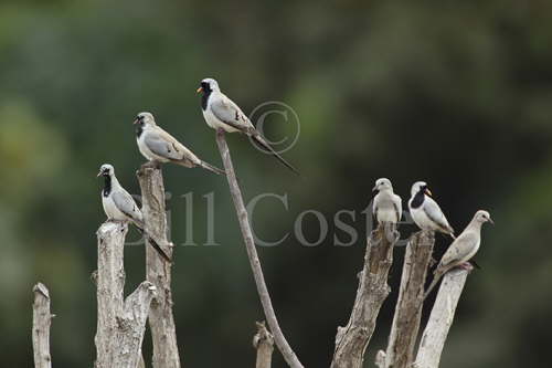 Namaqua Doves