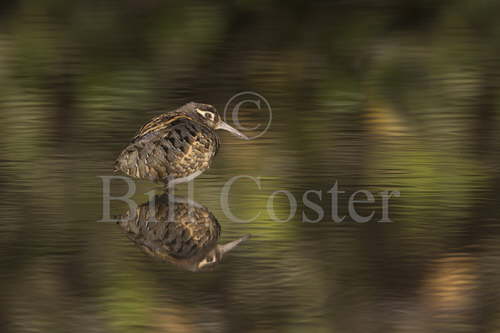 Greater Painted-snipe male