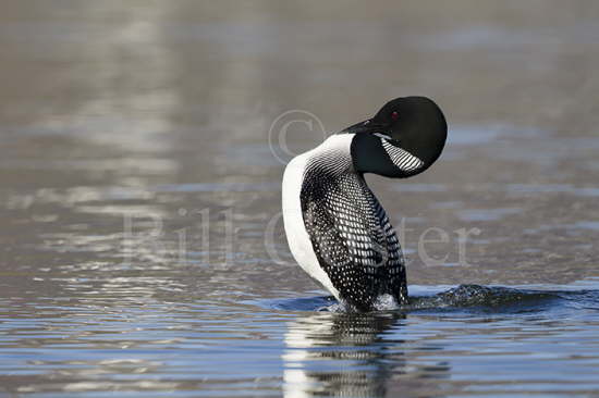Great Northern Diver Display