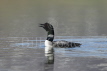 Great Northern Diver