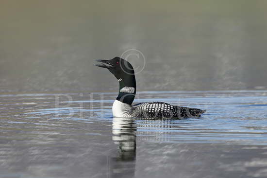 Great Northern Diver calling