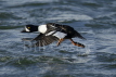 Barrow's Goldeneye Duck