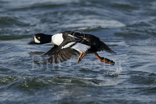 Barrow's Goldeneye Duck