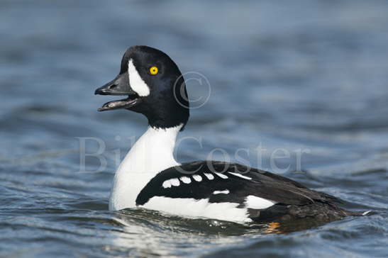 Barrow's Goldeneye Duck