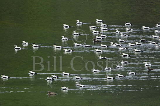 Common Eider Duck