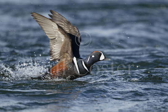 Harlequin Duck