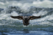 Harlequin Duck