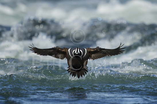 Harlequin Duck