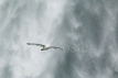 Fulmar and waterfall