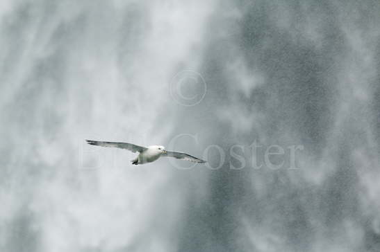 Fulmar and waterfall