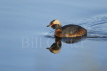 Slavonian Grebe