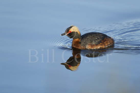 Slavonian Grebe