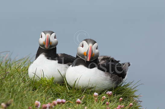 Puffins