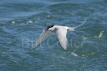 Arctic Tern fishing