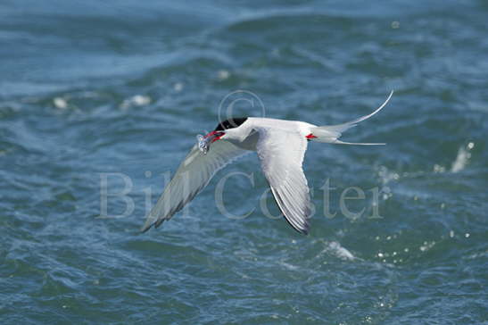 Arctic Tern fishing