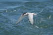 Arctic Tern Catching Fish