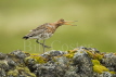 Black-tailed Godwit