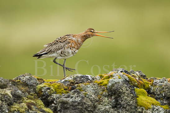 Black-tailed Godwit