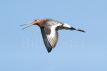 Black-tailed Godwit