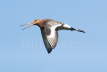 Black-tailed Godwit in Flight