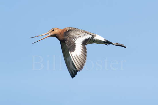 Black-tailed Godwit calling in flight