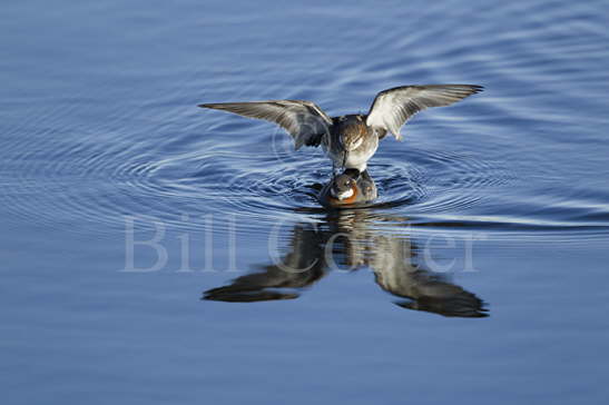 Red-necked Phalarope mating