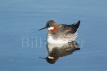 Red-necked Phalarope