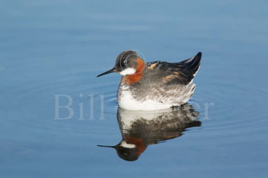 Red-necked Phalarope