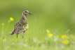 Golden Plover