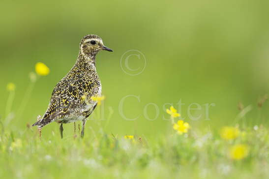 Golden Plover