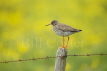 Redshank