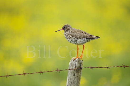 Redshank