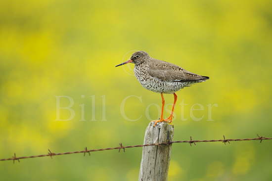 Redshank and Flower Meadow