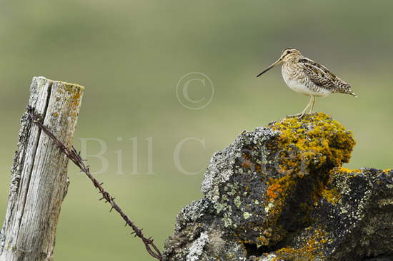 Snipe on Wall