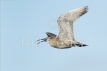 Whimbrel