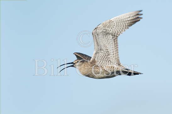 Whimbrel