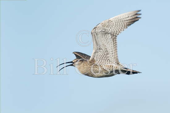 Whimbrel calling in flight