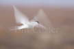 Arctic Tern Hover
