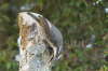 Paradise Rilfebird Female