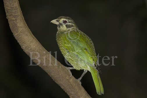 Spotted Catbird