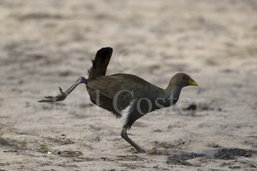 Tasman Native Hen 