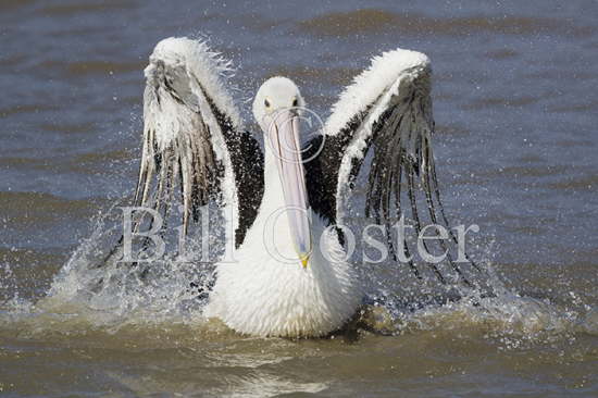 Australian Pelican Washing