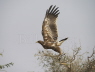 Steppe Eagle